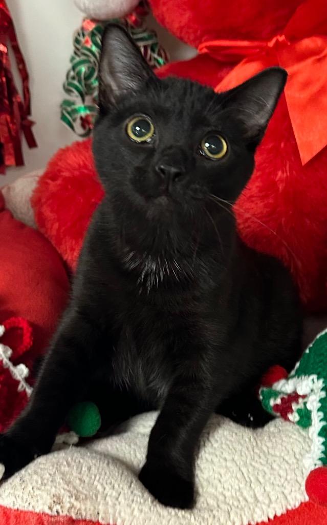 Enlarge (TS) 8/6/25 - Peele, a Adoptable mixed breed in Stillwater, OK image 1/2