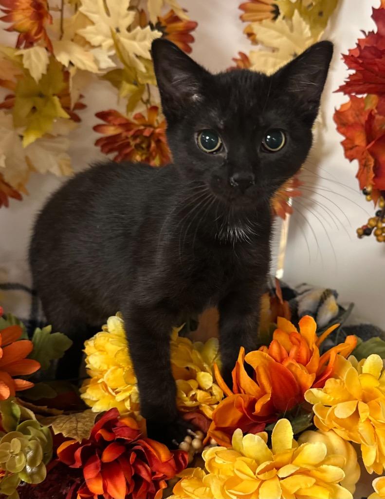 Enlarge (TS) 8/6/25 - Peele, a Adoptable mixed breed in Stillwater, OK image 2/2