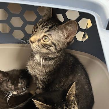 Norris, Adoptable, Kitten Male Domestic Short Hair.