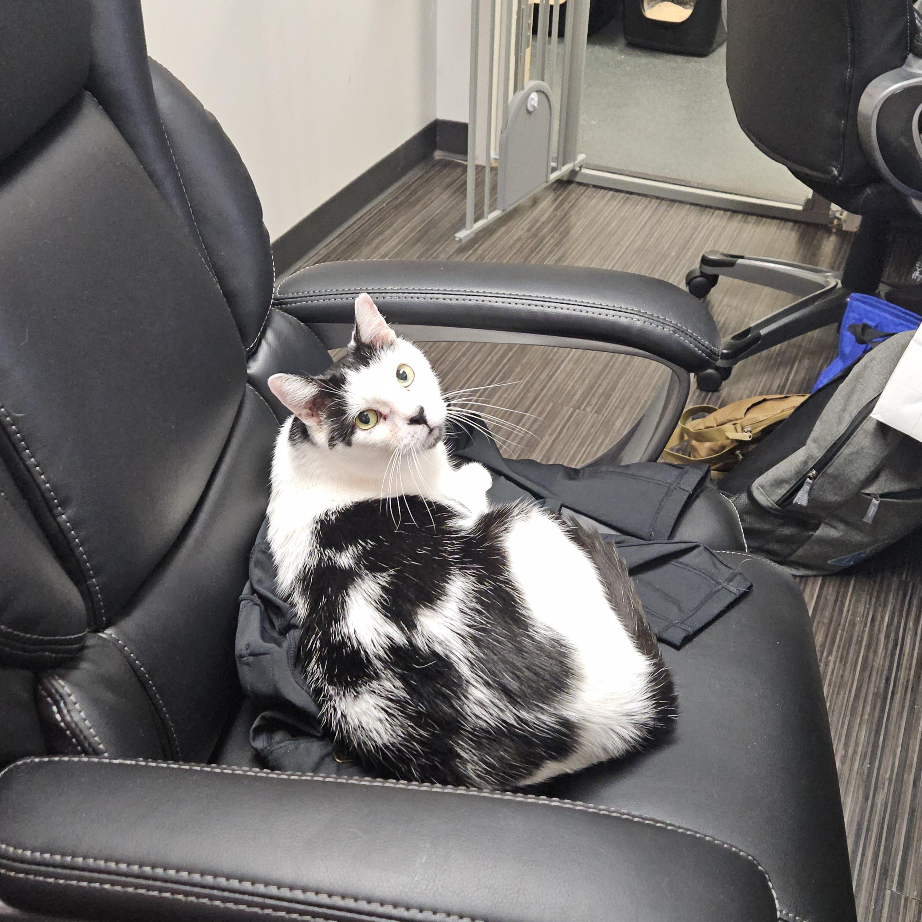 Enlarge Blake and Colin Feral (bonded pair), a Adoptable Domestic Short Hair in Philadelphia, PA image 2/6