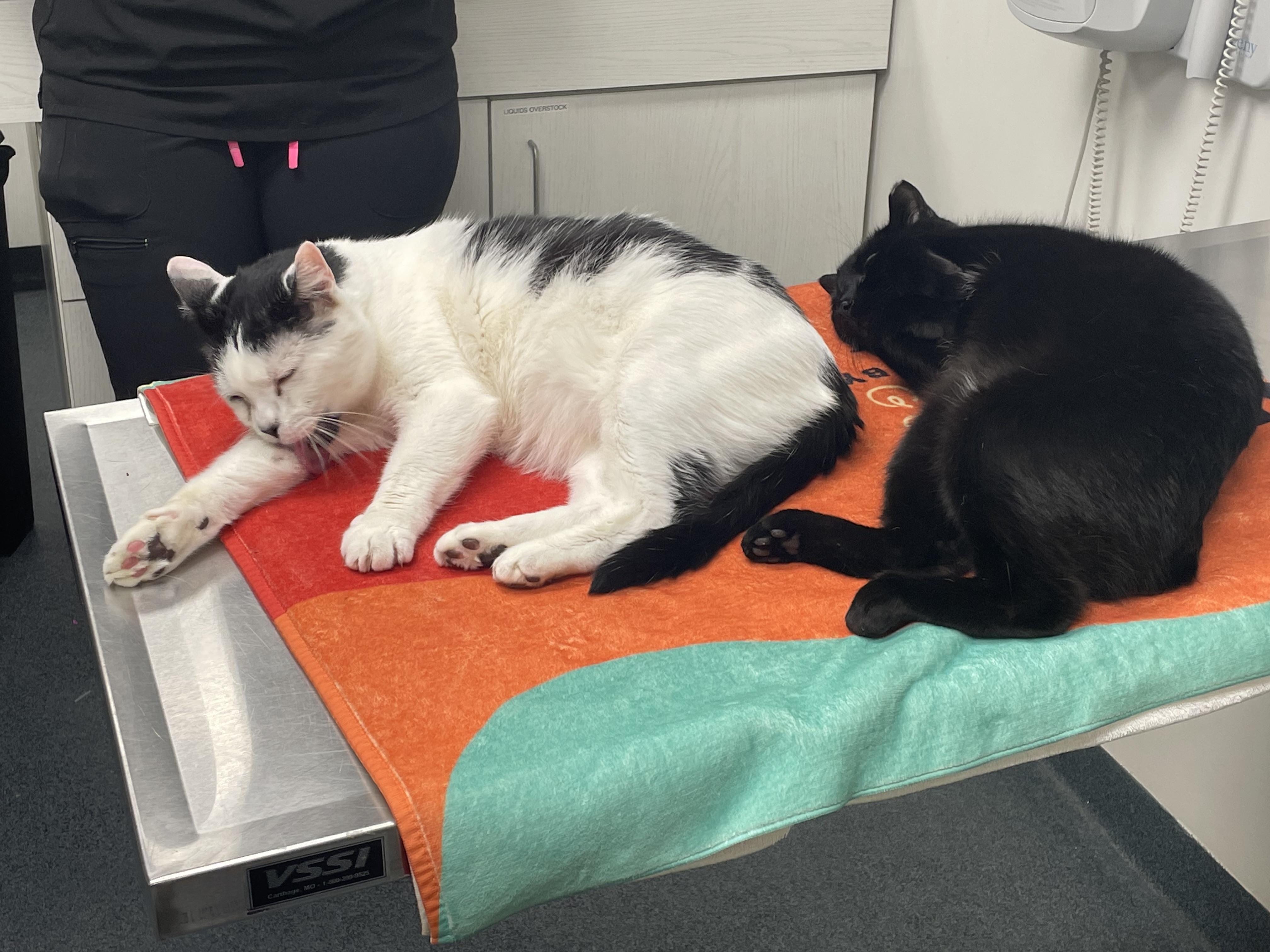 Enlarge Blake and Colin Feral (bonded pair), a Adoptable Domestic Short Hair in Philadelphia, PA image 1/6