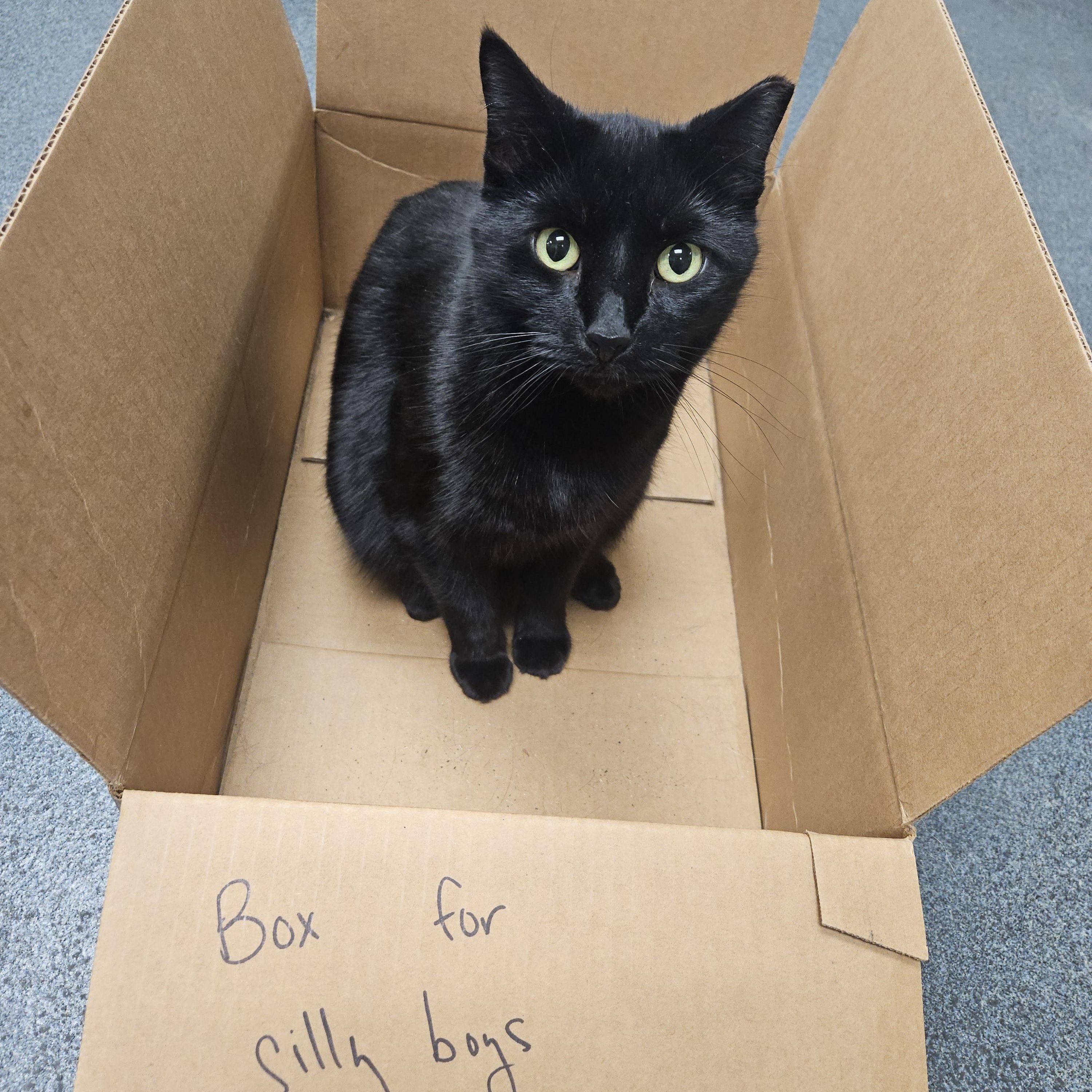 Enlarge Blake and Colin Feral (bonded pair), a Adoptable Domestic Short Hair in Philadelphia, PA image 3/6