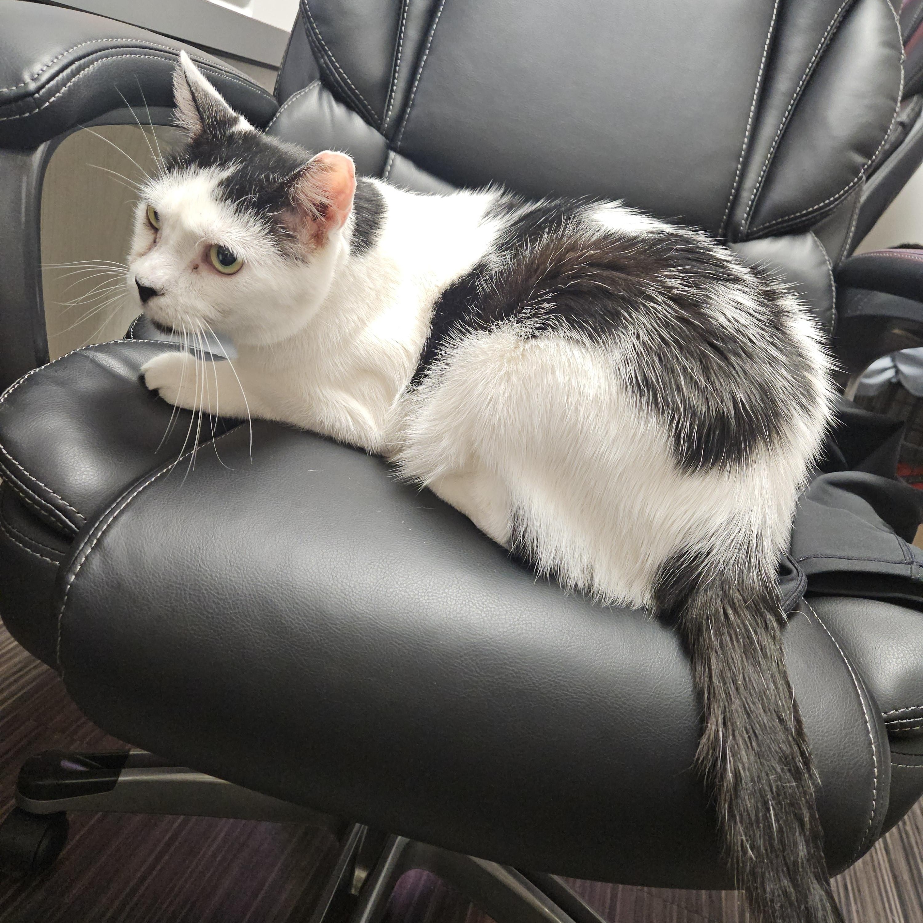 Enlarge Blake and Colin Feral (bonded pair), a Adoptable Domestic Short Hair in Philadelphia, PA image 4/6