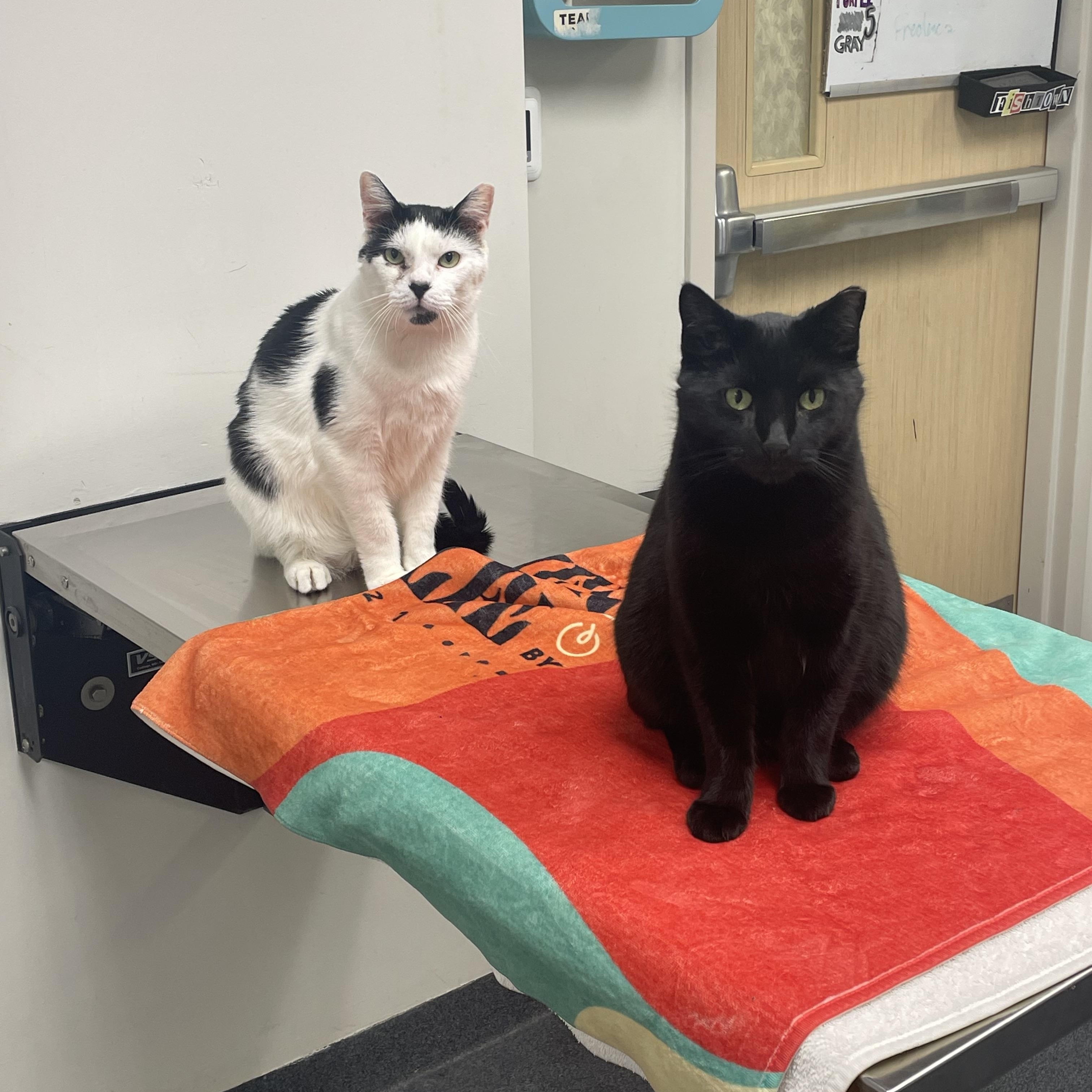 Enlarge Blake and Colin Feral (bonded pair), a Adoptable Domestic Short Hair in Philadelphia, PA image 5/6