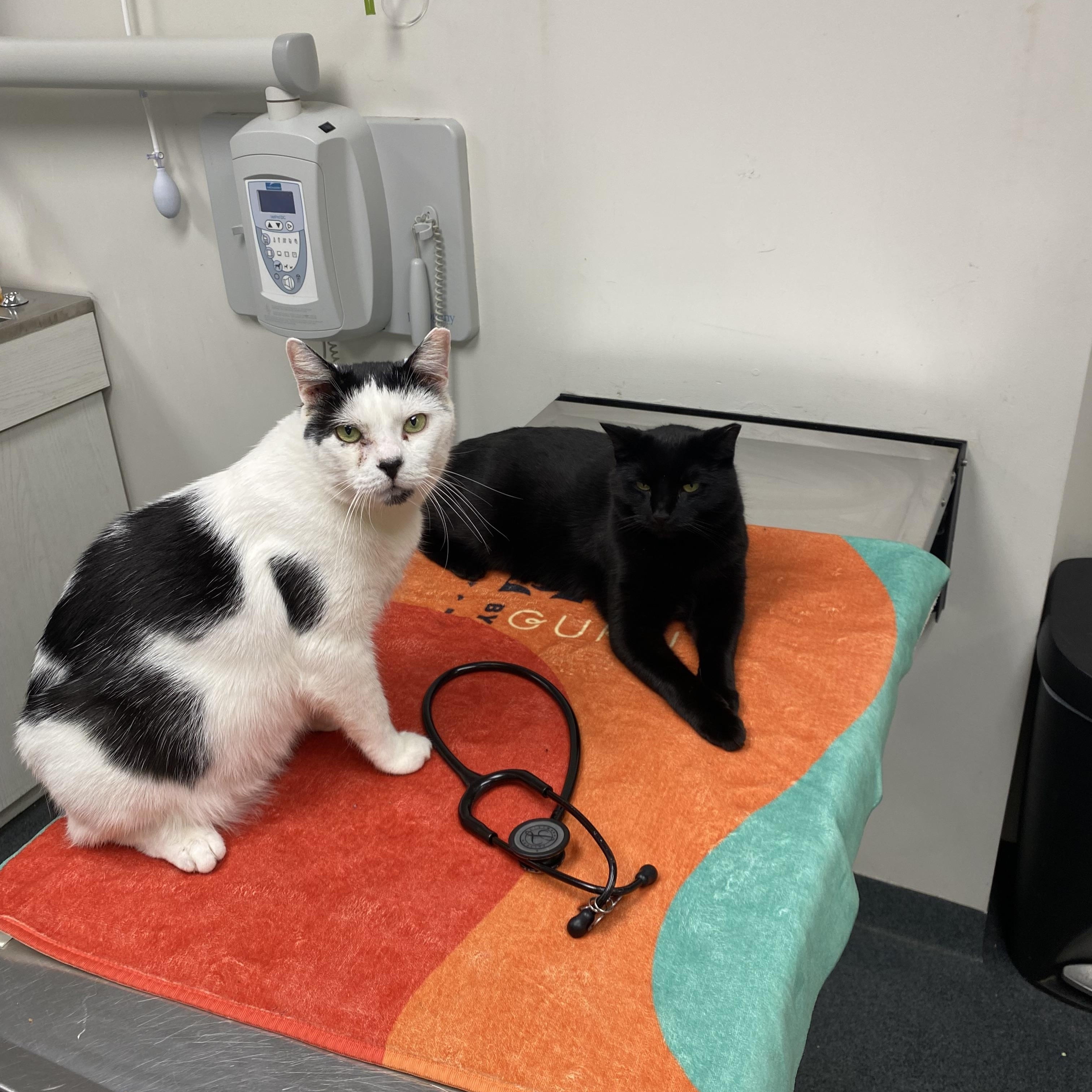 Enlarge Blake and Colin Feral (bonded pair), a Adoptable Domestic Short Hair in Philadelphia, PA image 6/6