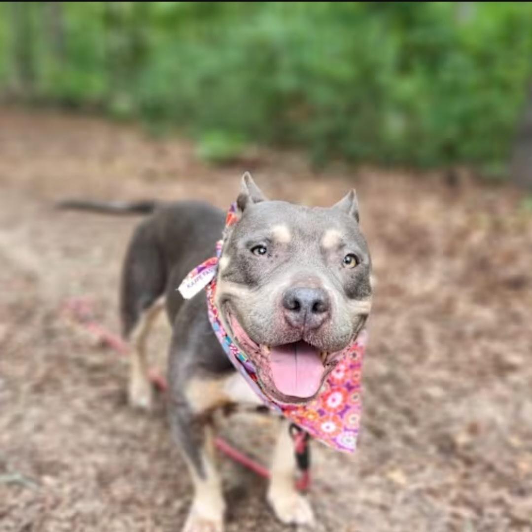 Enlarge Rosie, a Adopted mixed breed in Pelzer, SC image 1/4