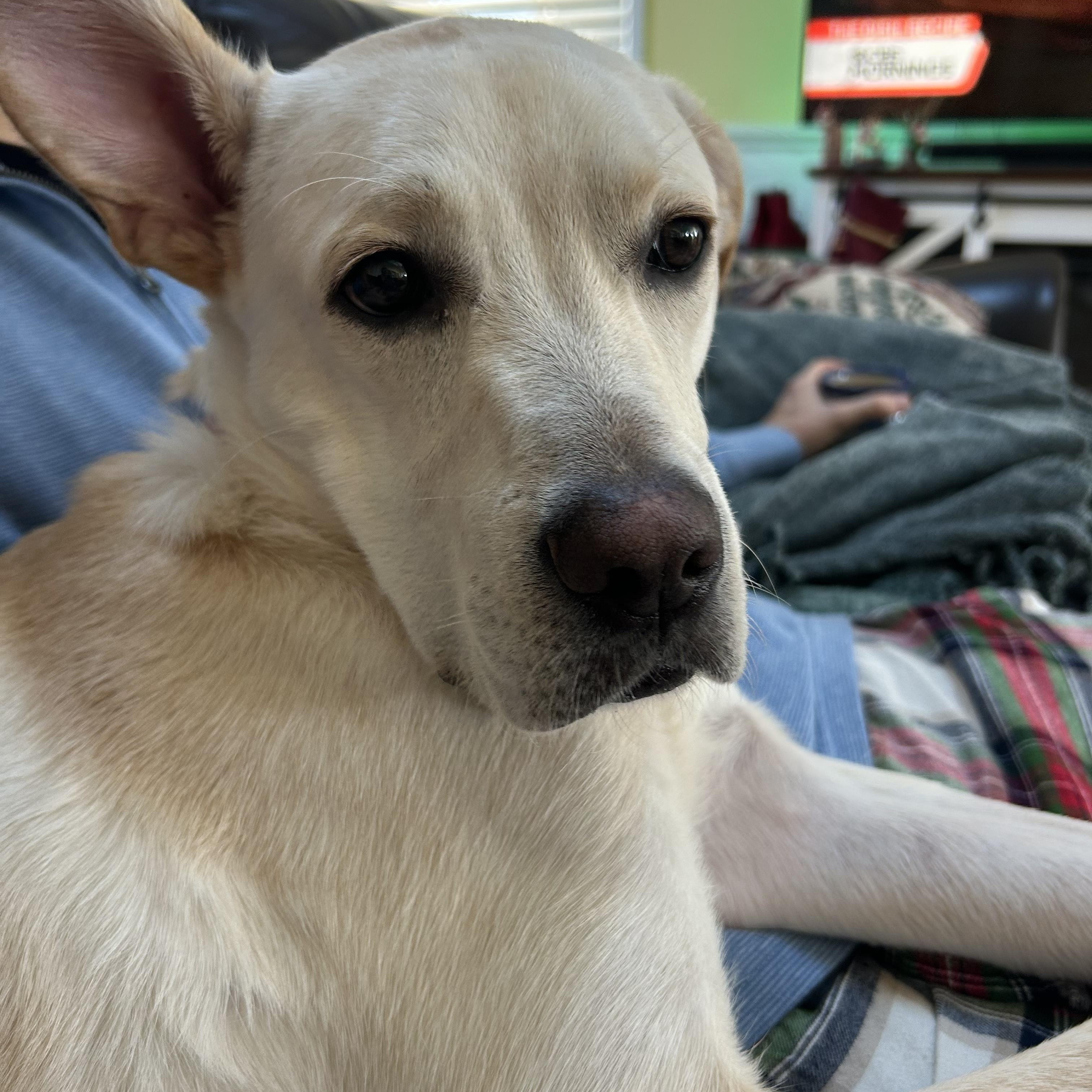 Enlarge Jar Jar Binks, a Adoptable mixed breed in Richmond, VA image 6/6