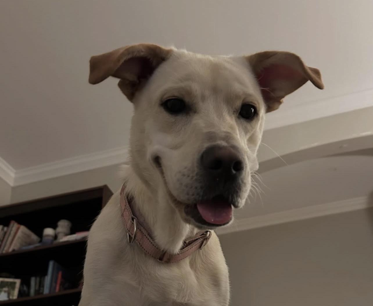 Enlarge Jar Jar Binks, a Adoptable mixed breed in Richmond, VA image 1/6