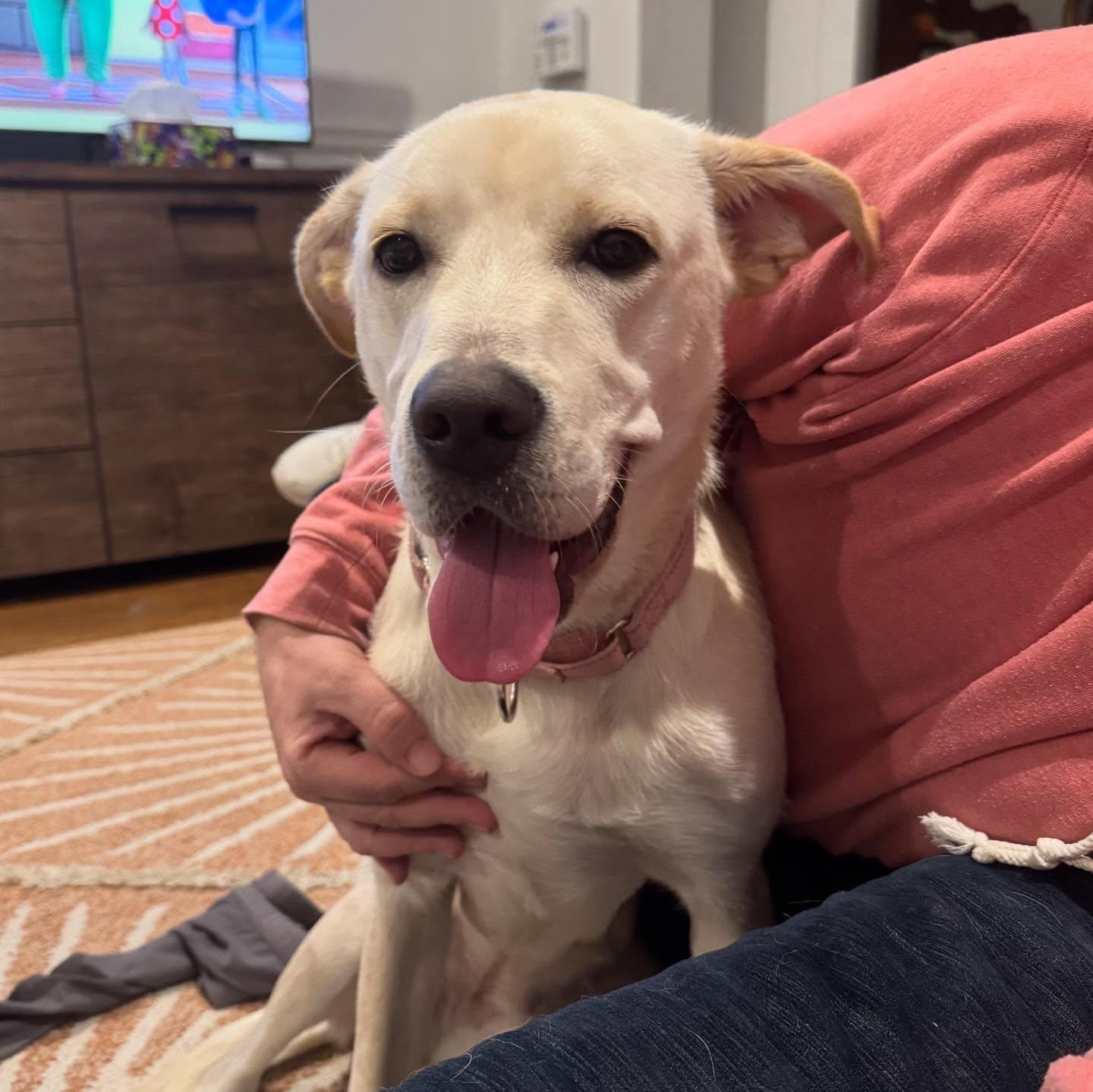 Jar Jar Binks, Adoptable, Young Female Labrador Retriever & Pit Bull Terrier.