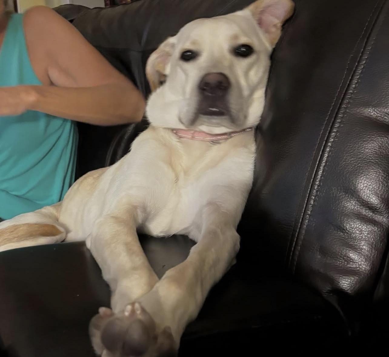 Enlarge Jar Jar Binks, a Adoptable mixed breed in Richmond, VA image 3/6