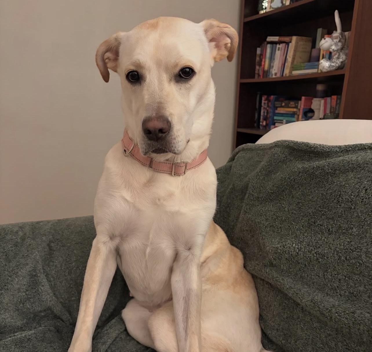 Enlarge Jar Jar Binks, a Adoptable mixed breed in Richmond, VA image 4/6