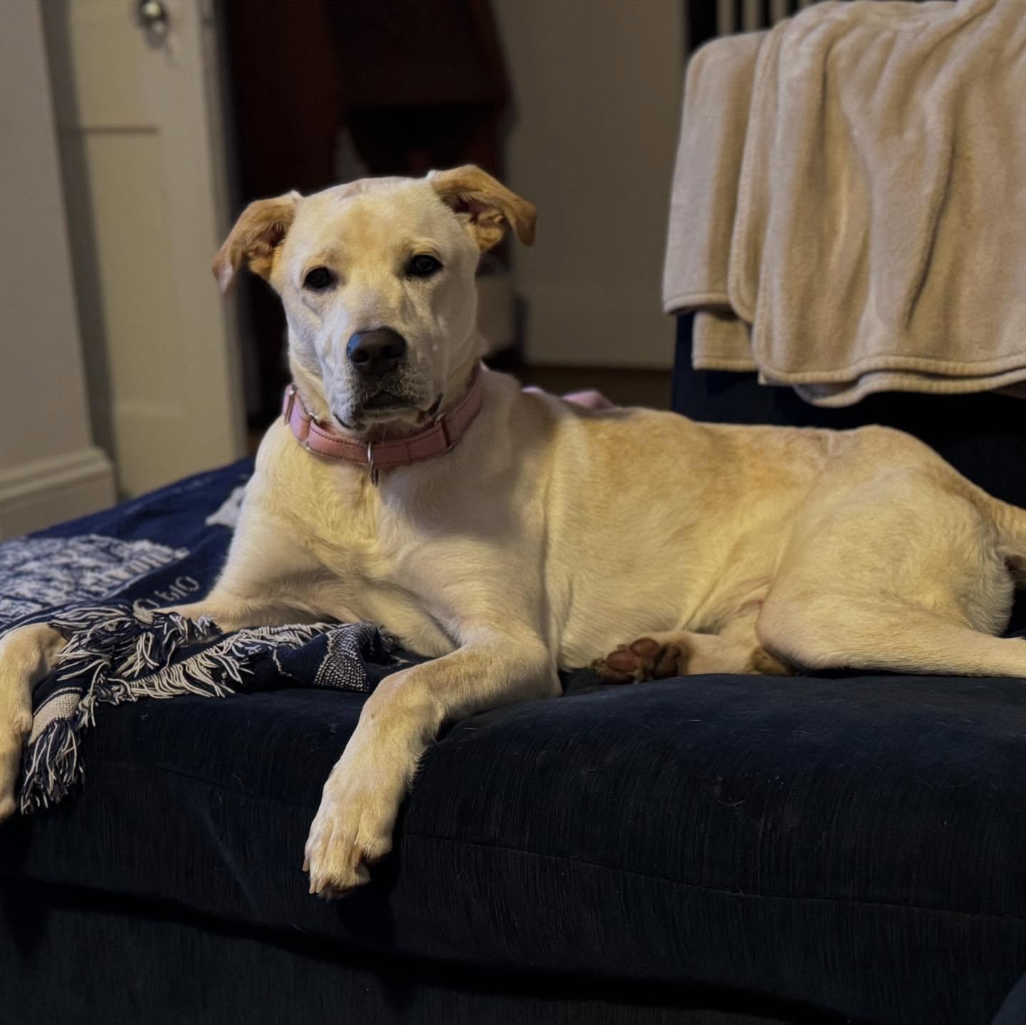 Enlarge Jar Jar Binks, a Adoptable mixed breed in Richmond, VA image 5/6