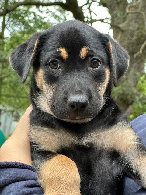 Enlarge JJ, a Adopted mixed breed in Lakeville, MN image 5/5