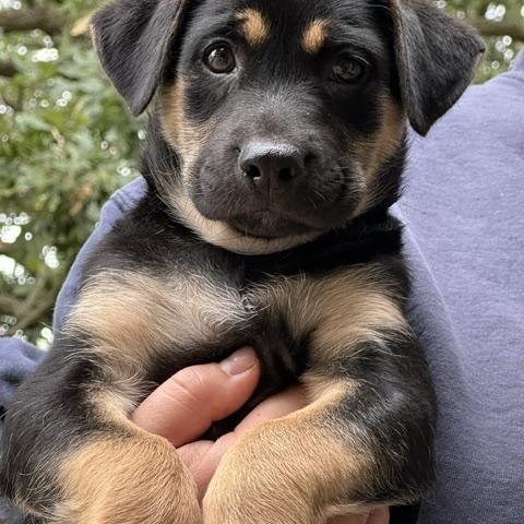 Enlarge JJ, a Adopted mixed breed in Lakeville, MN image 3/5