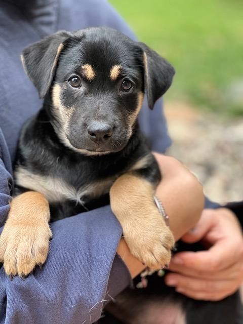 JJ, Adopted, Puppy Male Jack Russell Terrier & Miniature Dachshund.