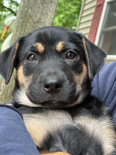 Enlarge JJ, a Adopted mixed breed in Lakeville, MN image 2/5