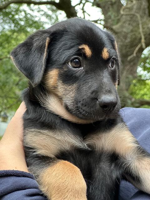 Enlarge JJ, a Adopted mixed breed in Lakeville, MN image 4/5