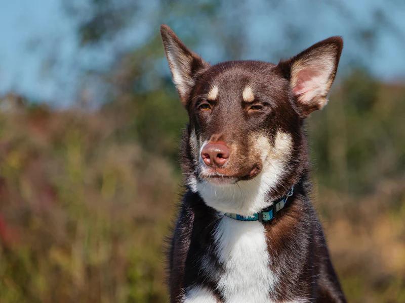 Enlarge Gandalf, a Adoptable mixed breed in Pointe-Fortune, QC image 1/4