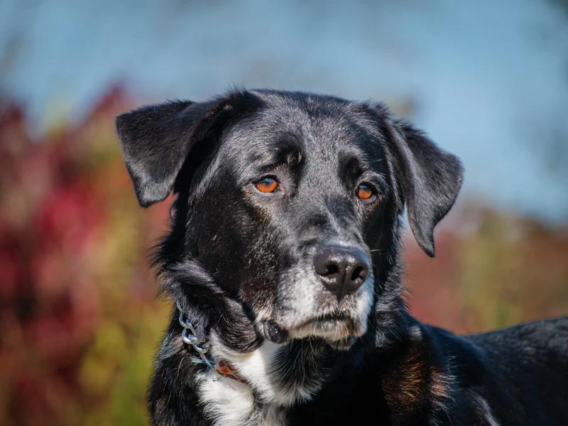 Enlarge Gandalf, a Adoptable mixed breed in Pointe-Fortune, QC image 1/2