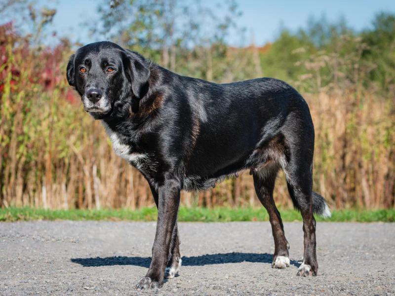 Enlarge Gandalf, a Adoptable mixed breed in Pointe-Fortune, QC image 2/2