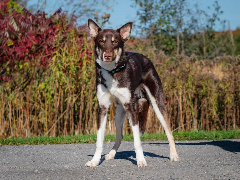 Enlarge Gandalf, a Adoptable mixed breed in Pointe-Fortune, QC image 4/4