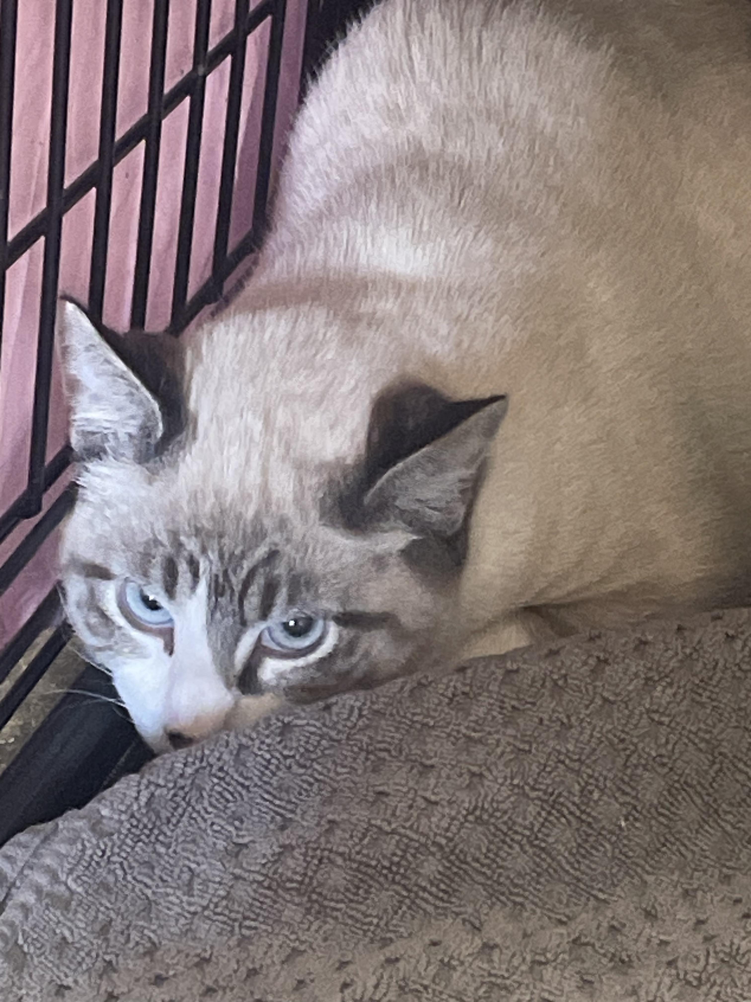 Enlarge Dusty, a Adoptable Siamese in Billings, MT image 1/1