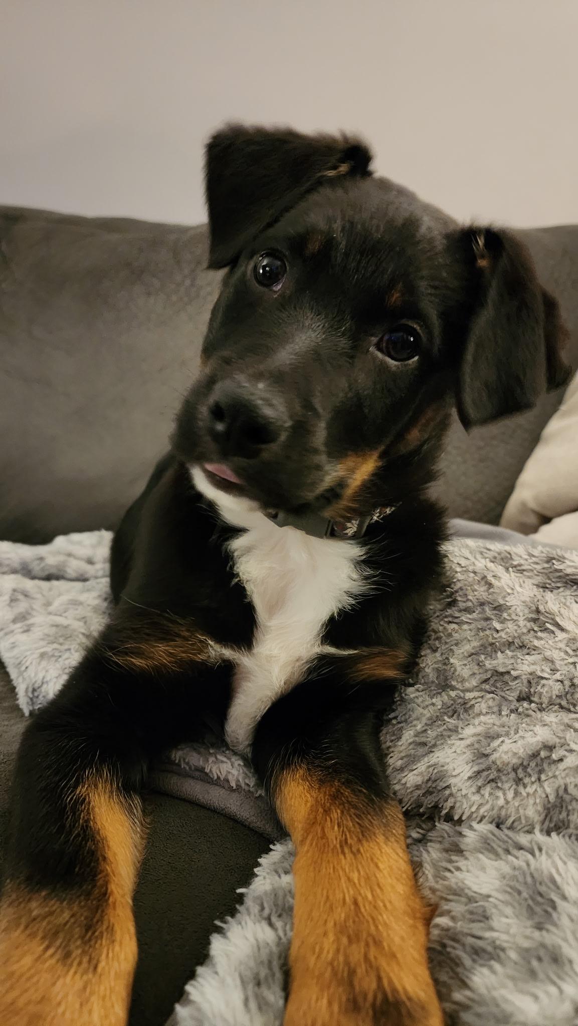 Lou Lou Who, ADOPTABLE, Puppy Male Bernese Mountain Dog & Labrador Retriever.