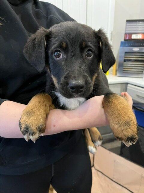 Enlarge Lou Lou Who, a ADOPTABLE mixed breed in Vienna, ON image 3/6