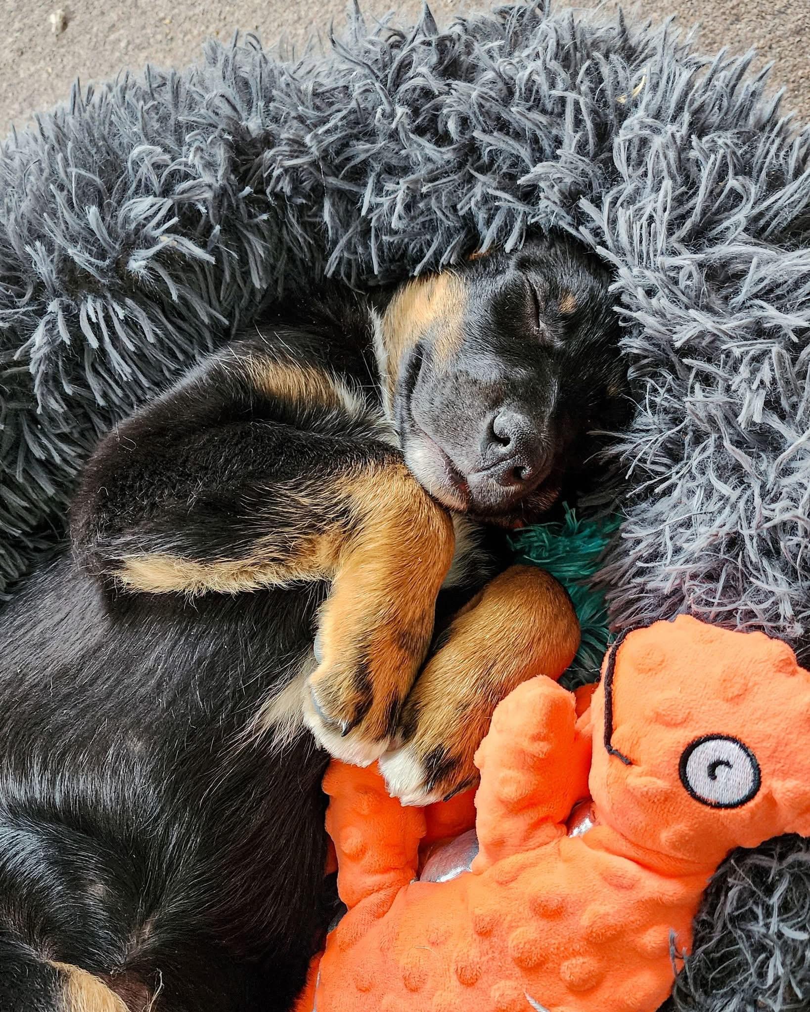 Enlarge Lou Lou Who, a ADOPTABLE mixed breed in Vienna, ON image 5/6