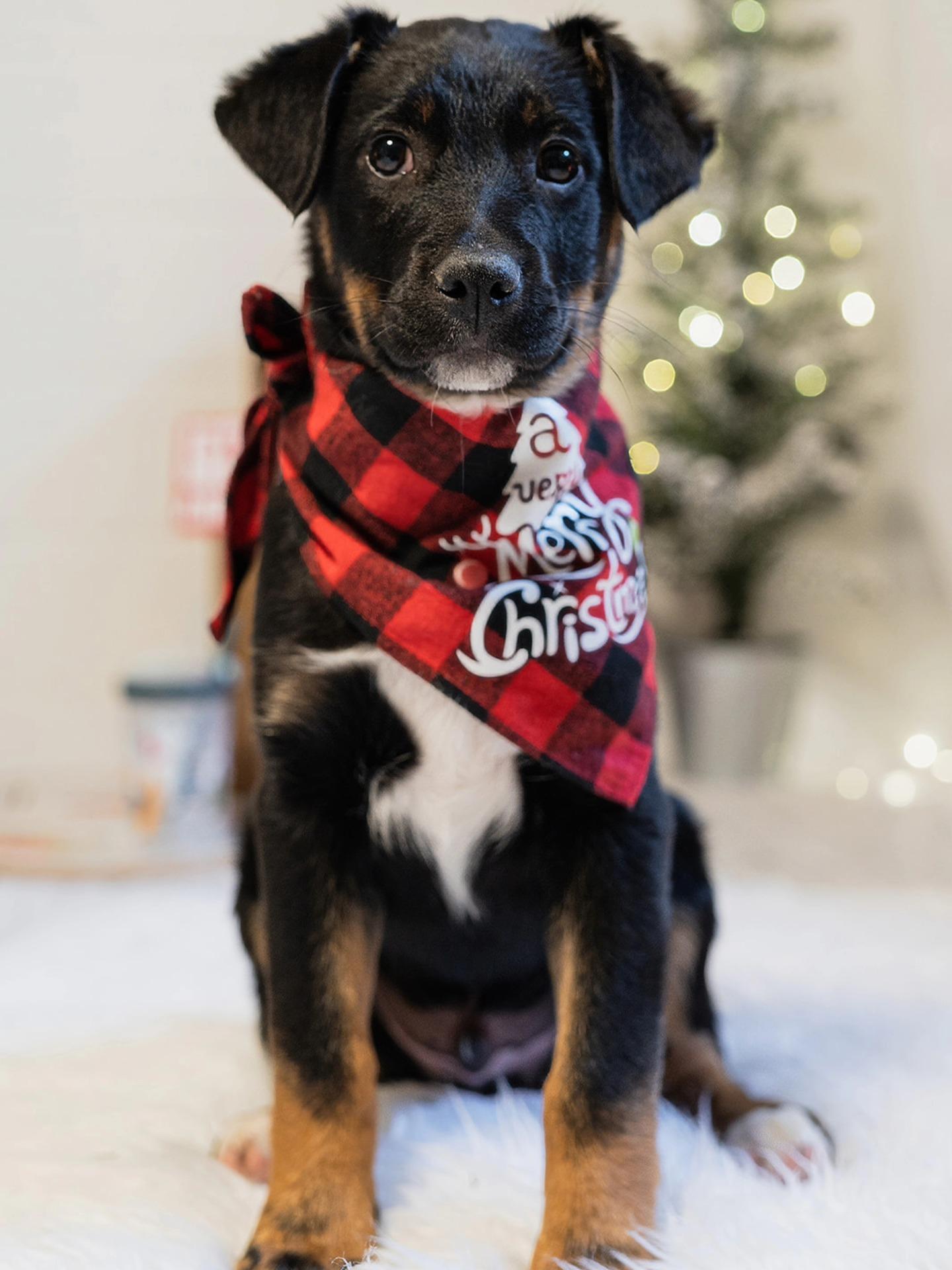 Enlarge Lou Lou Who, a ADOPTABLE mixed breed in Vienna, ON image 4/6