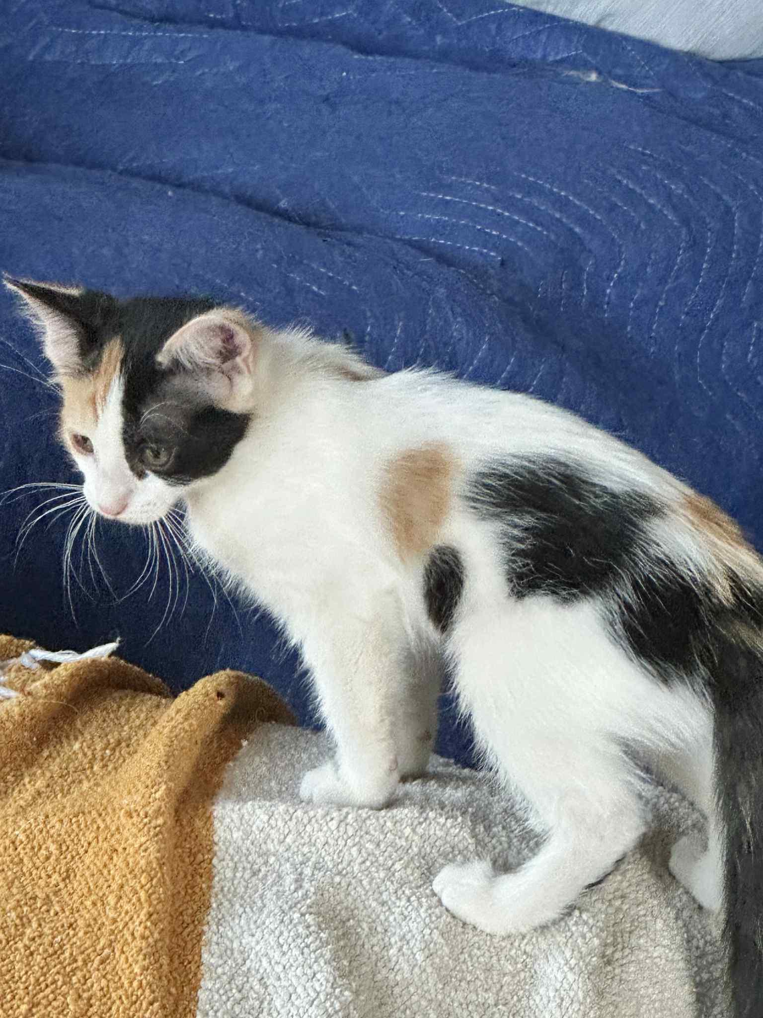 Georgie