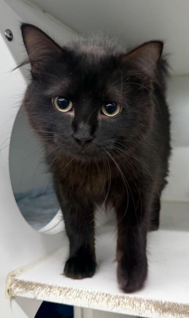 Star, Adoptable, Young Female Domestic Medium Hair.