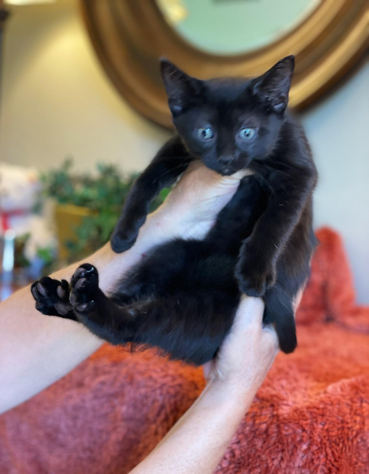 Pip, a Adoptable Domestic Short Hair in Taylor, MI image 5/6