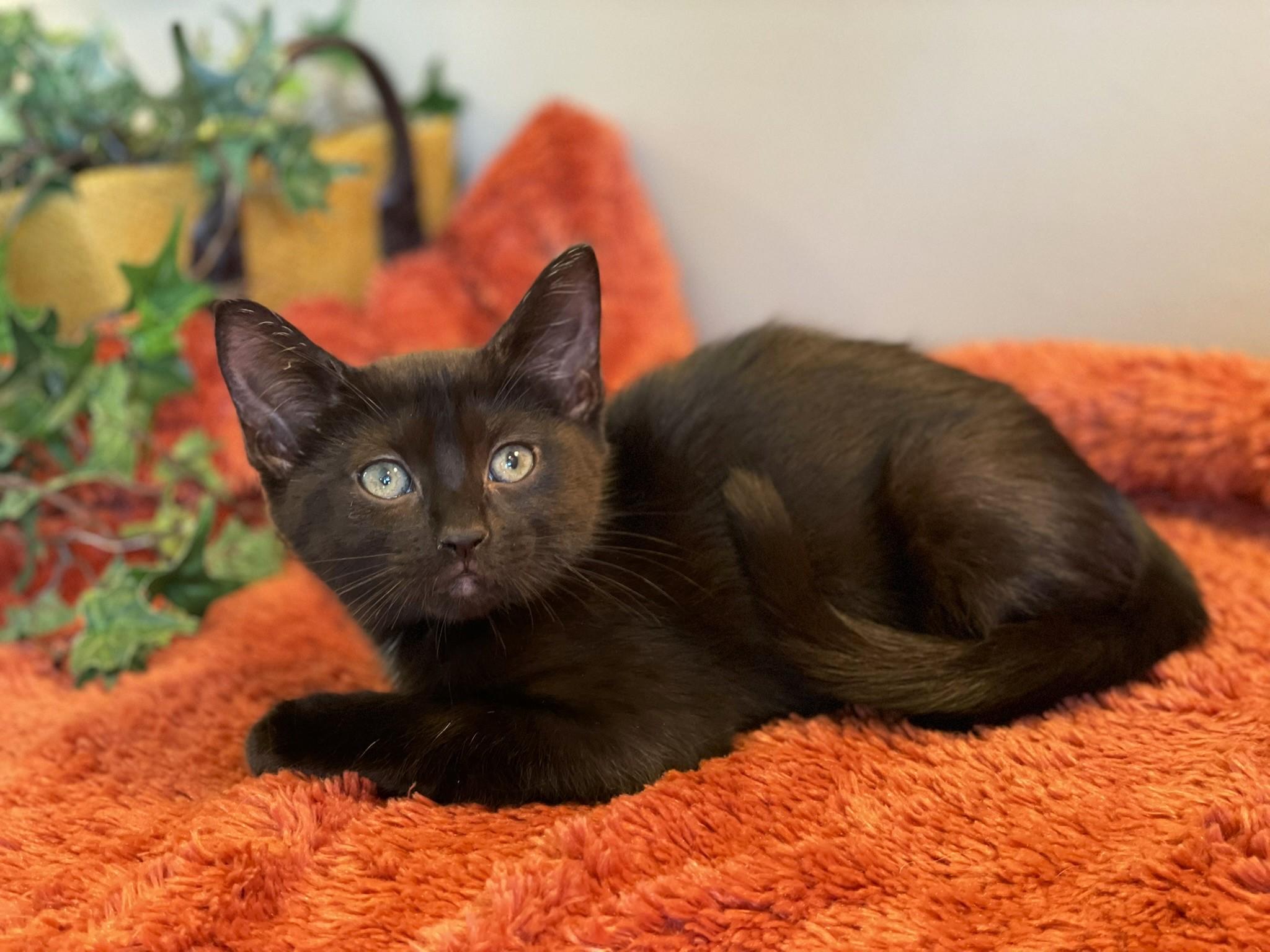 Pip, a Adoptable Domestic Short Hair in Taylor, MI image 4/6