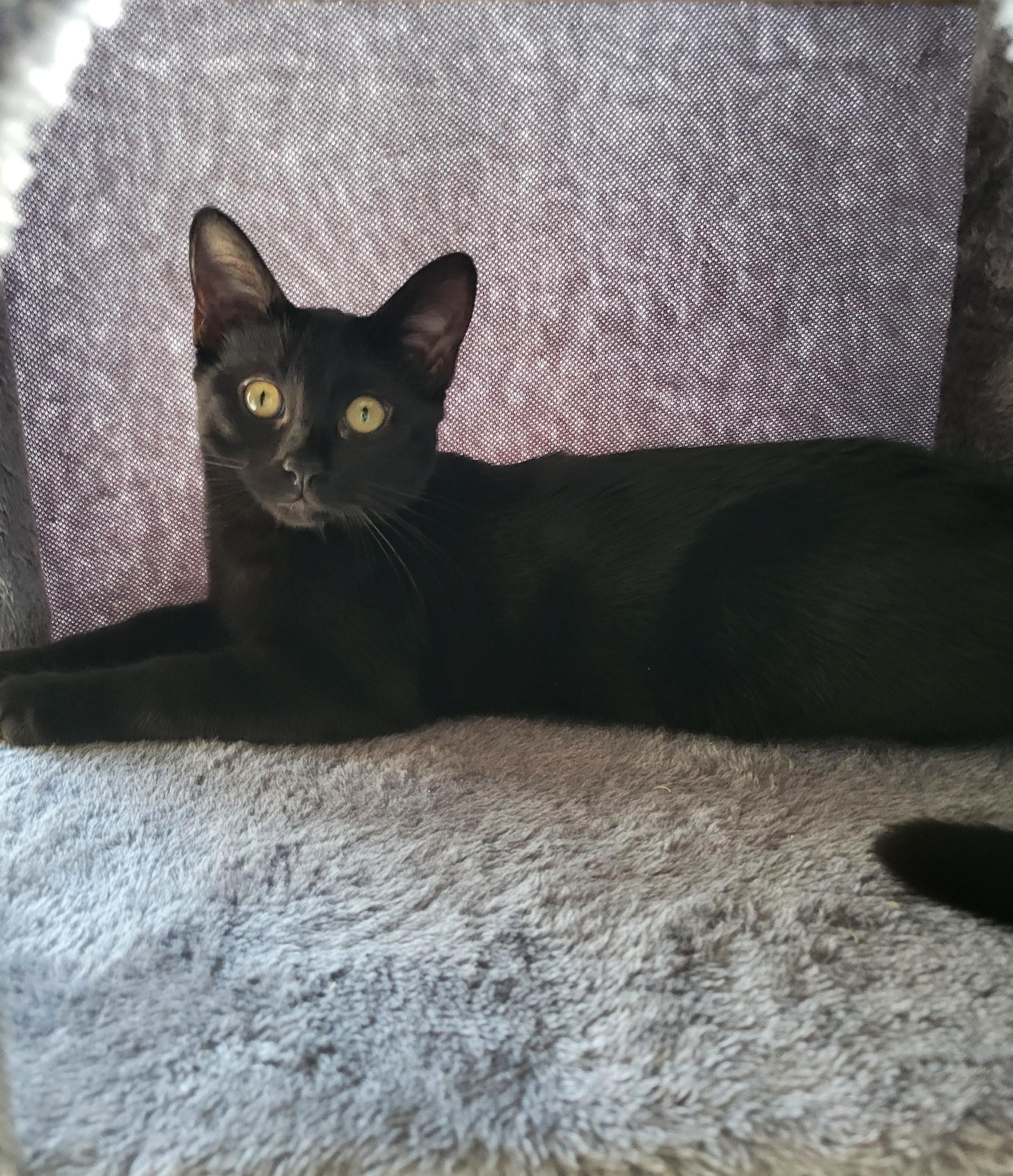 Pip, a Adoptable Domestic Short Hair in Taylor, MI image 6/6