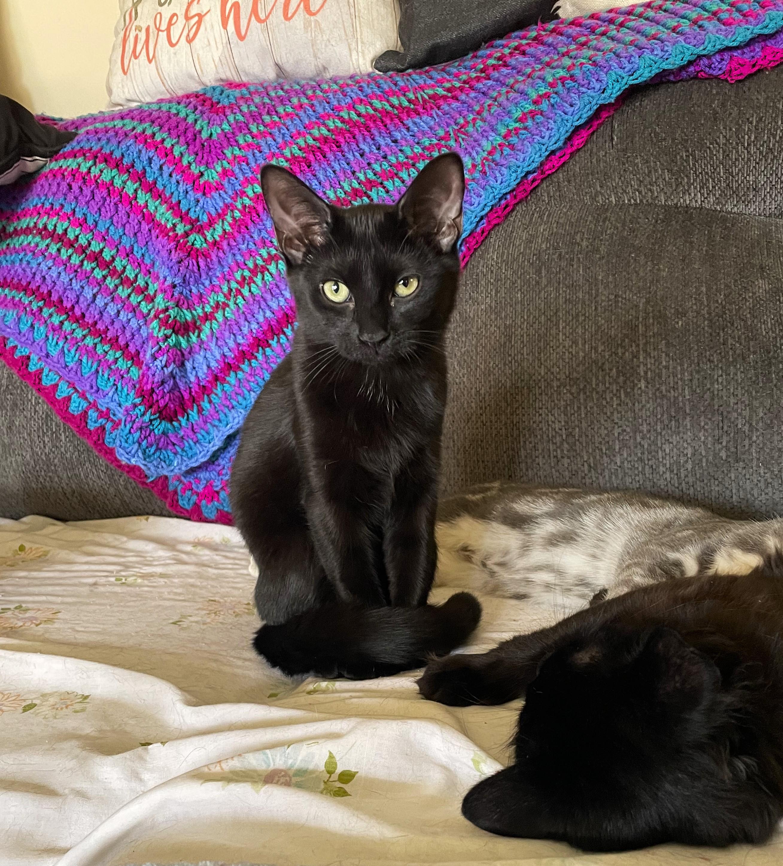 Pip, a Adoptable Domestic Short Hair in Taylor, MI image 3/6