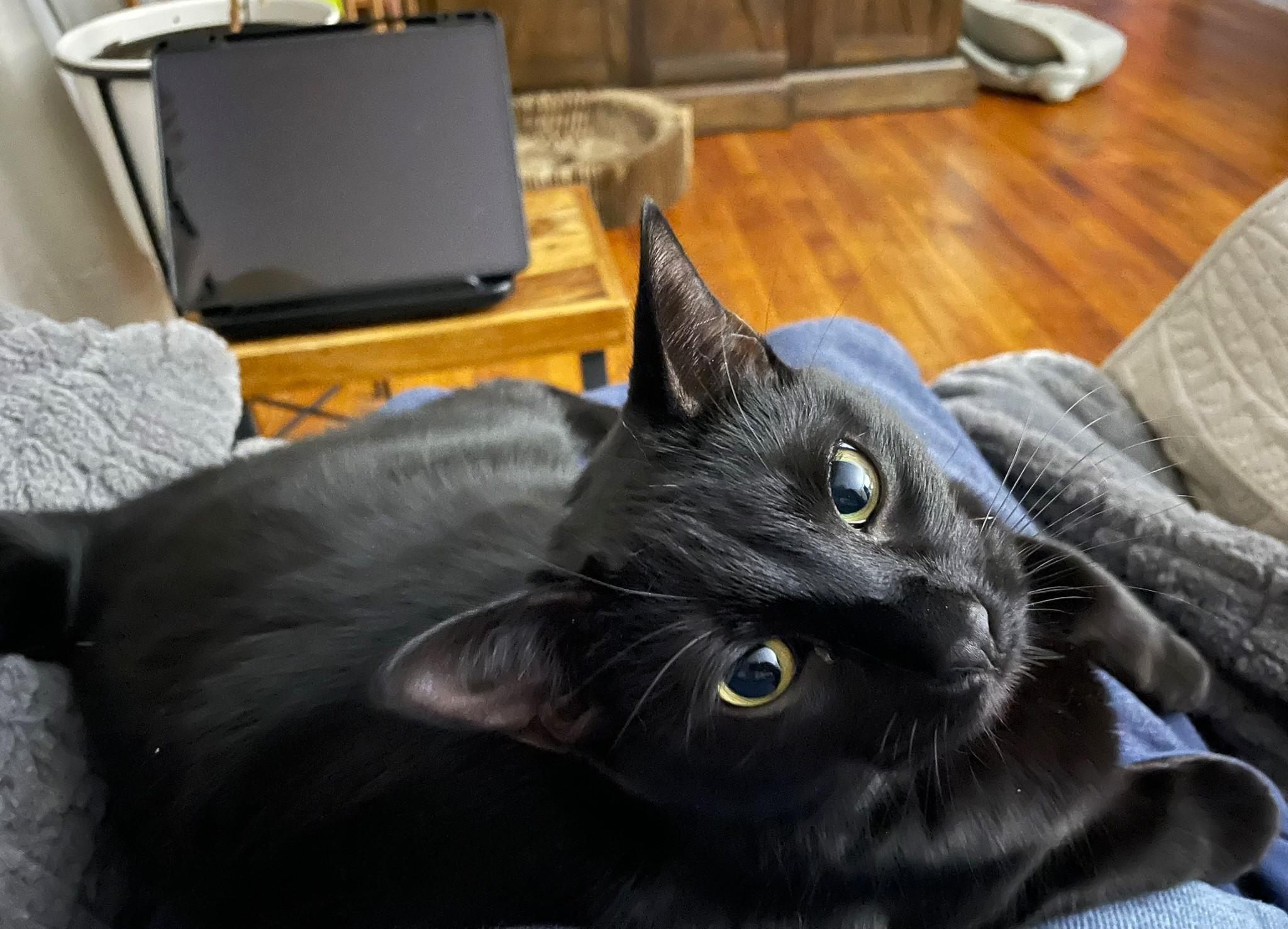 Enlarge Pip, a Adoptable Domestic Short Hair in Taylor, MI image 6/6