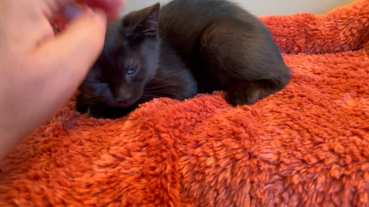 Enlarge Pip, a Adoptable Domestic Short Hair in Taylor, MI video 2/6