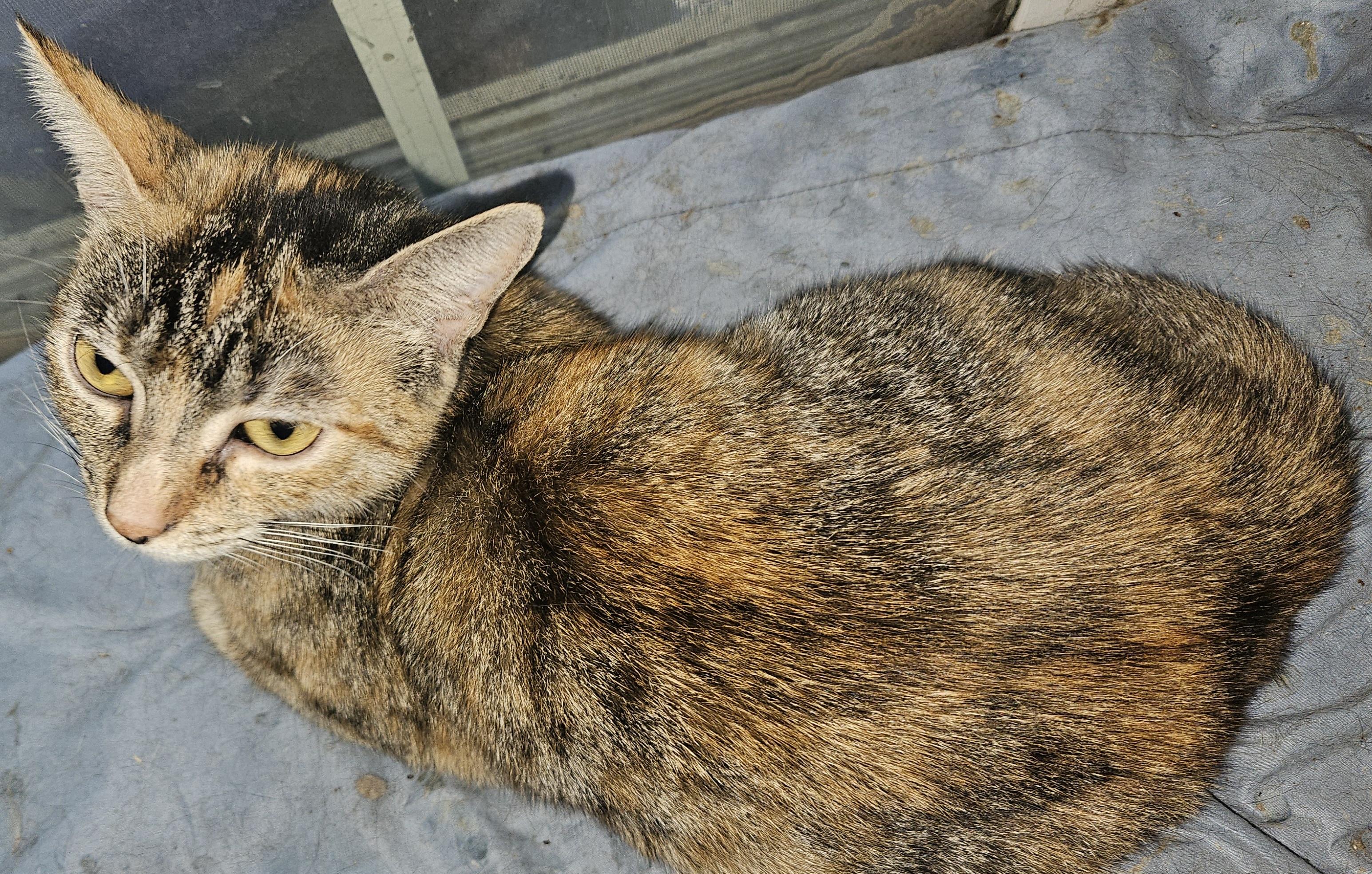 Enlarge Celine, a Adoptable mixed breed in Mansfield, PA image 2/4