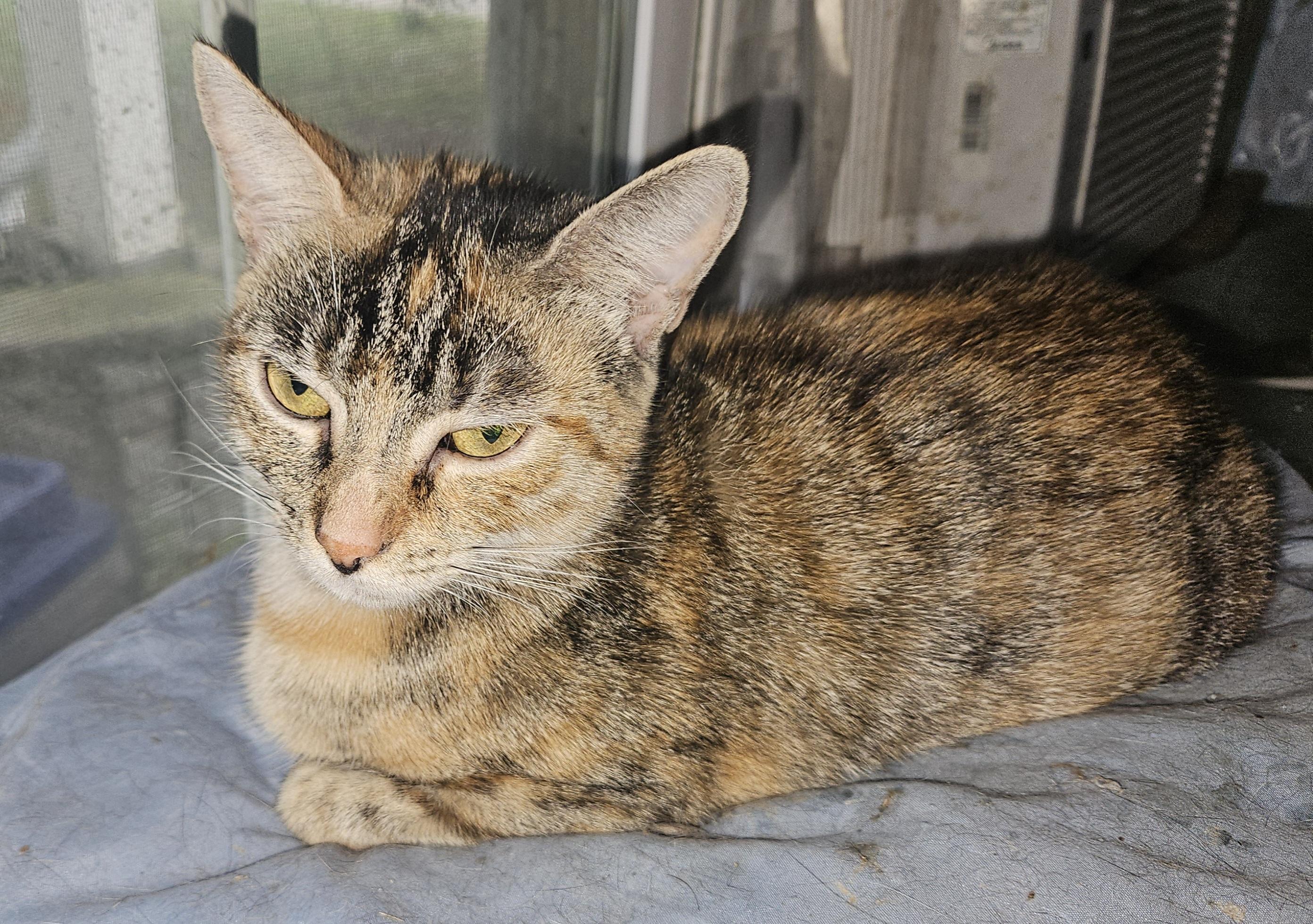 Enlarge Celine, a Adoptable mixed breed in Mansfield, PA image 3/4