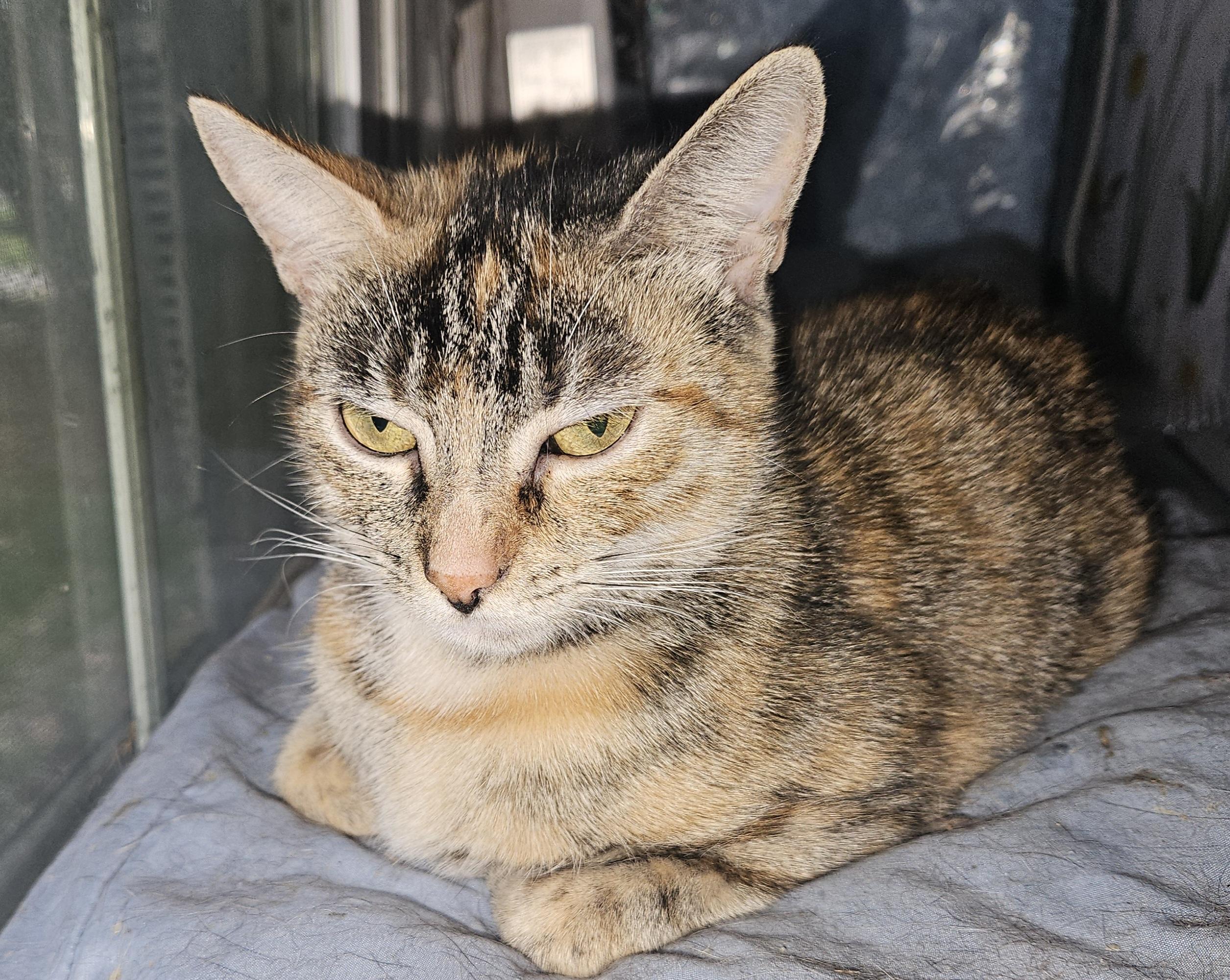 Enlarge Celine, a Adoptable mixed breed in Mansfield, PA image 4/4