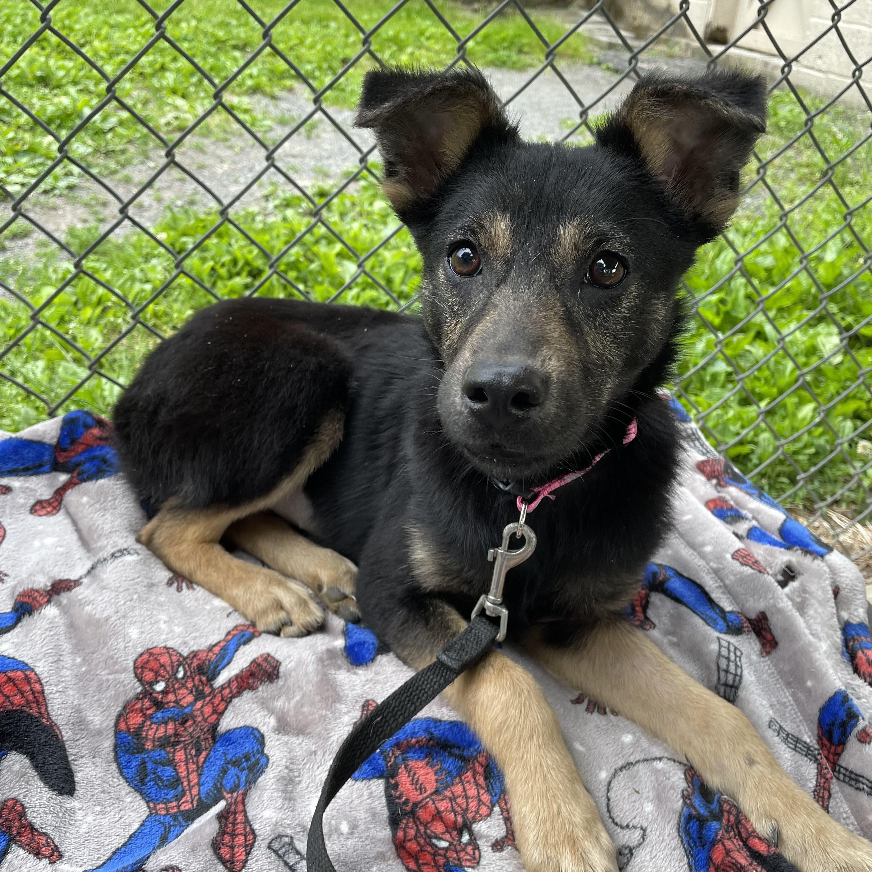 Ellie, adopted, Puppy Female German Shepherd Dog.