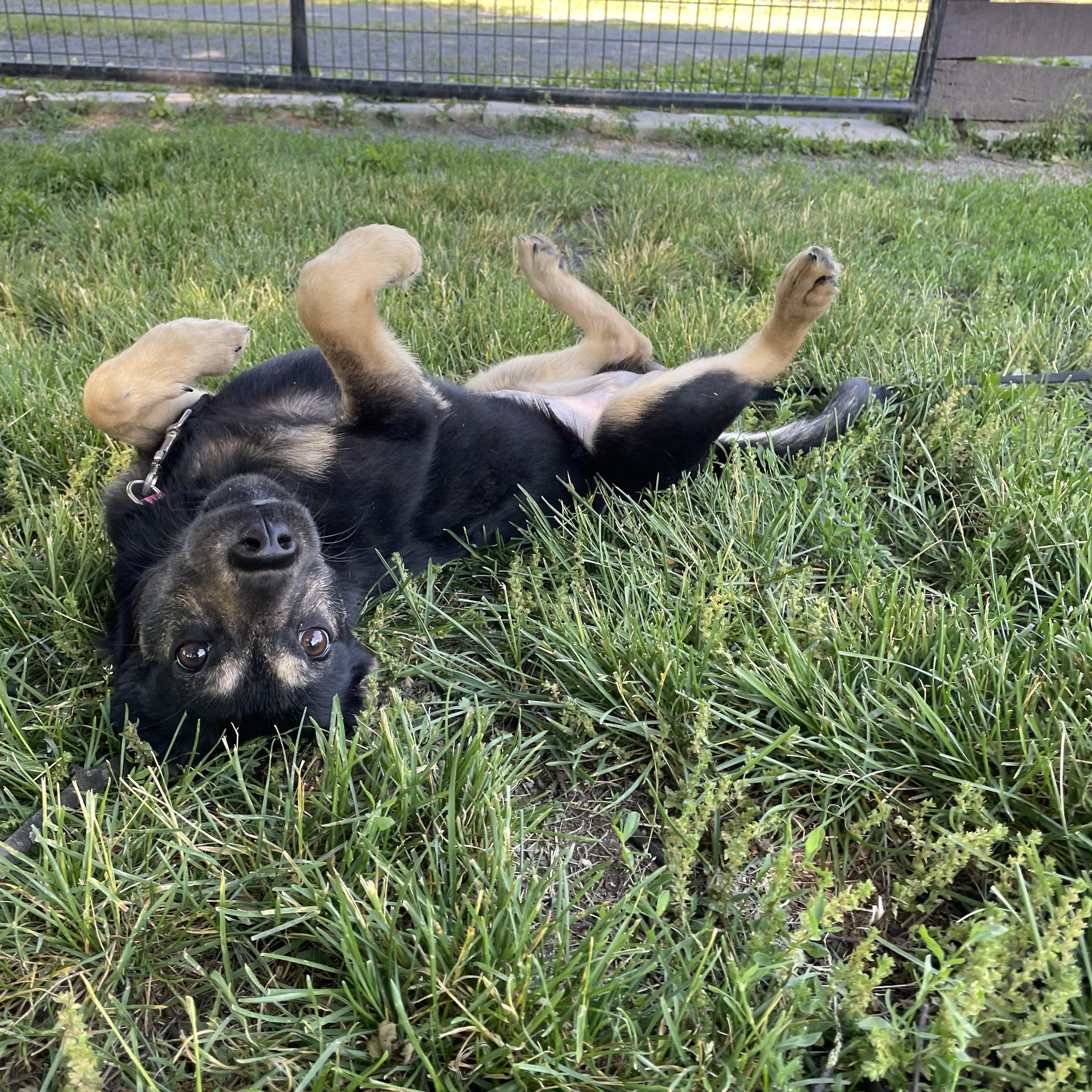 Ellie, an adopted mixed breed in Fairfax, VA image 4/4