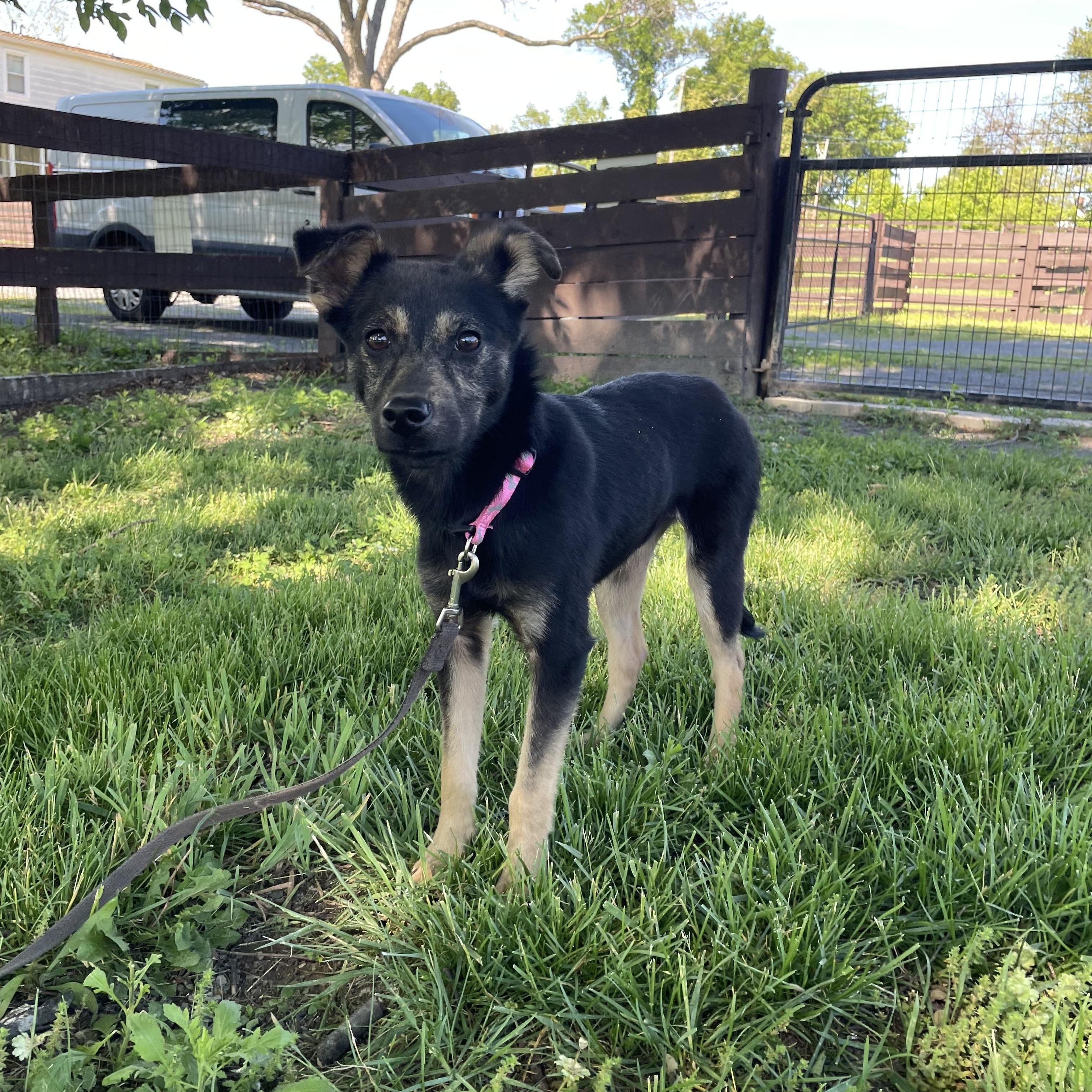 Ellie, an adopted mixed breed in Fairfax, VA image 3/4