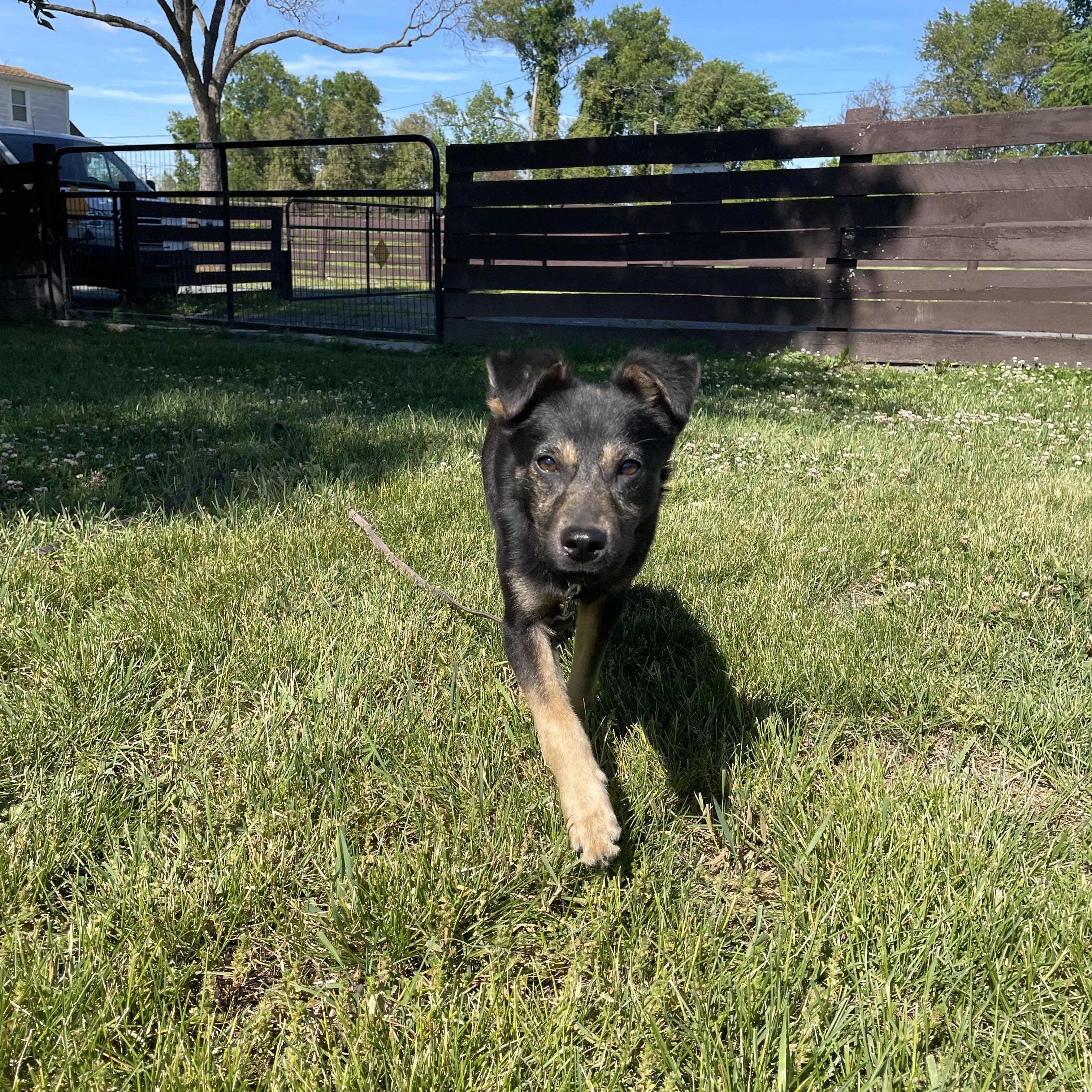Ellie, an adopted mixed breed in Fairfax, VA image 2/4