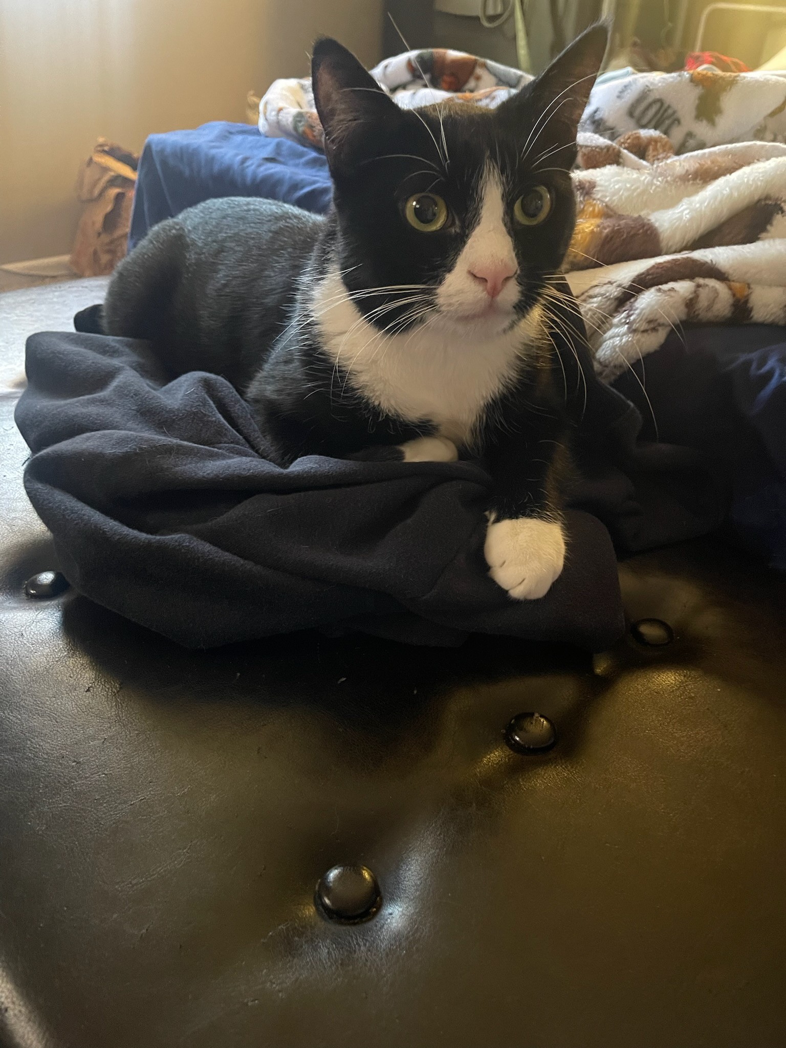 Enlarge Kikimora - Calm yet Playful, a Adoptable Tuxedo in Fountain Valley, CA image 1/1