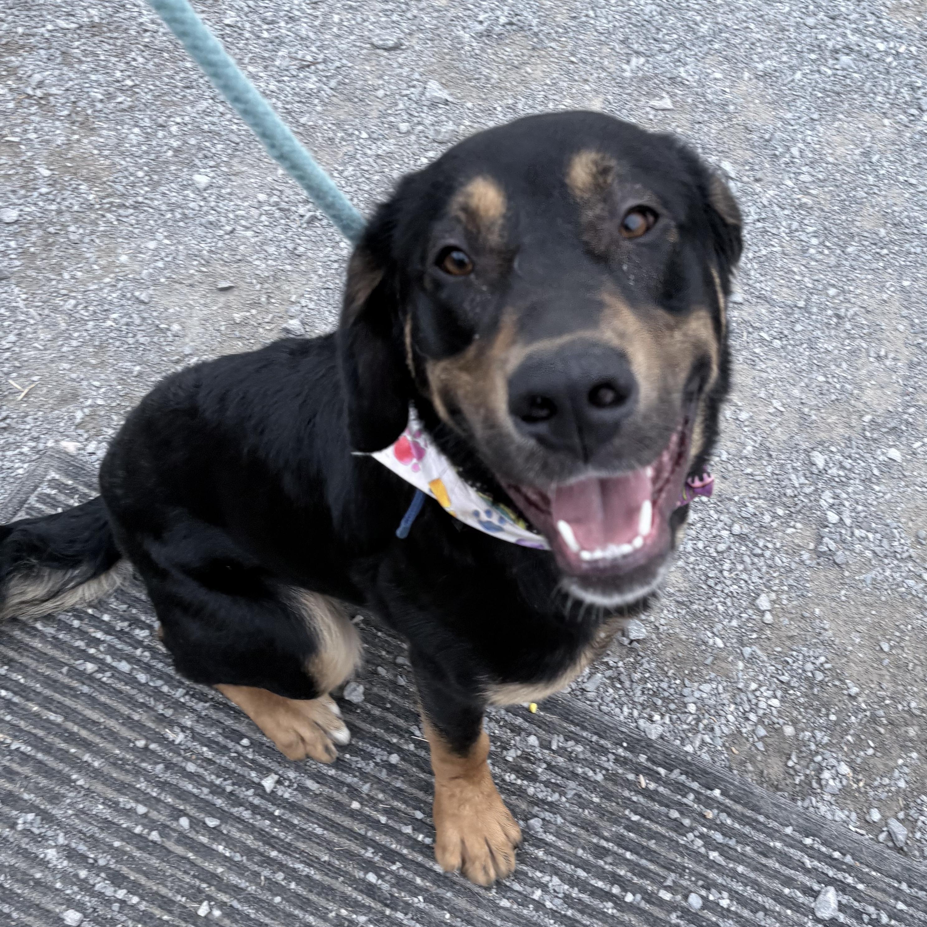 Enlarge Jax, a ADOPTABLE mixed breed in Hendersonville, TN image 1/1