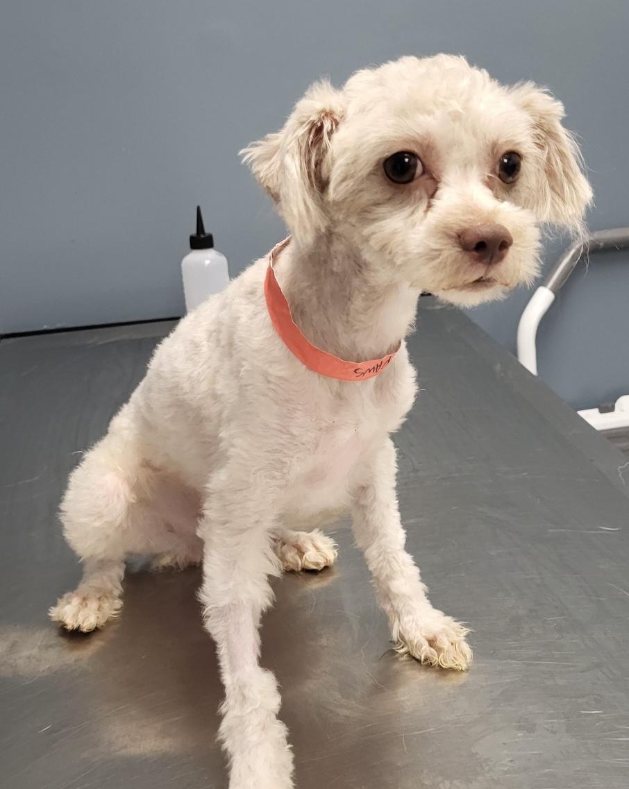 Coco, an adoptable Miniature Poodle Mix in Tinley Park, IL_image-1
