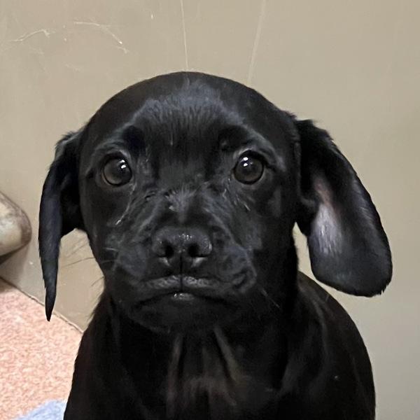 Enlarge Sunny Side Up, a Adoptable mixed breed in Walnut Creek, CA image 1/2