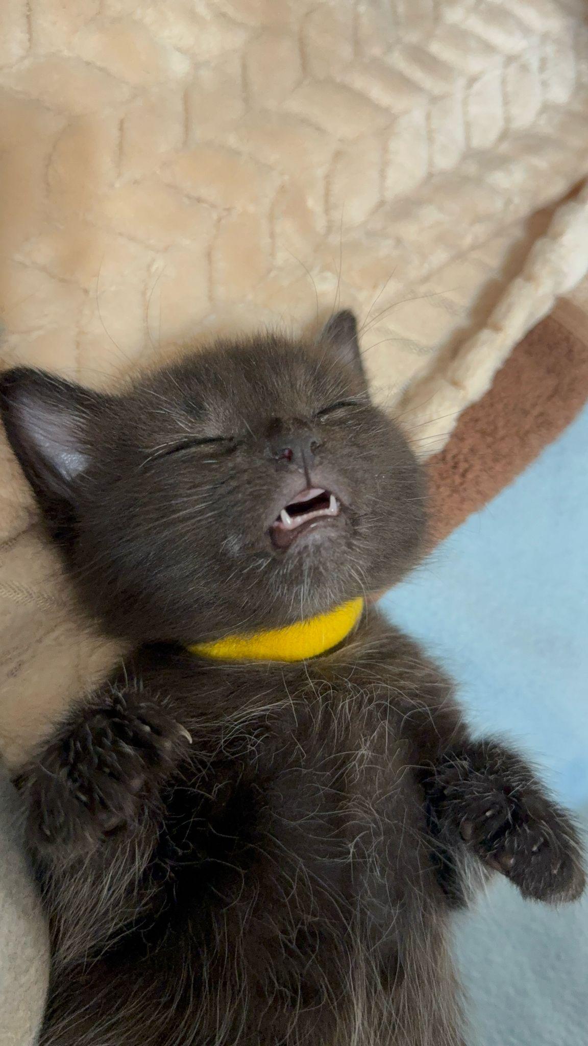 Enlarge Bugs, a Adopted Domestic Short Hair in Sandy Springs, GA image 2/5